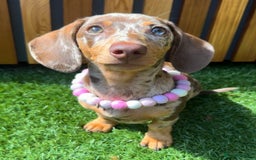 Miniature Dachshund dogs for sale: Willow beautiful little miniature dachshund girl - Advert 3