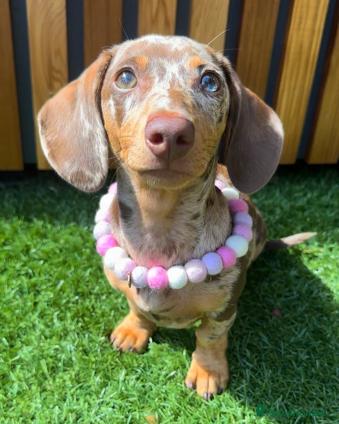 Miniature Dachshund dogs for sale: Willow beautiful little miniature dachshund girl - Advert 3