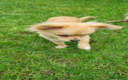 Chihuahua dogs for sale: Mini  **  chihuahua puppies  - Image 6