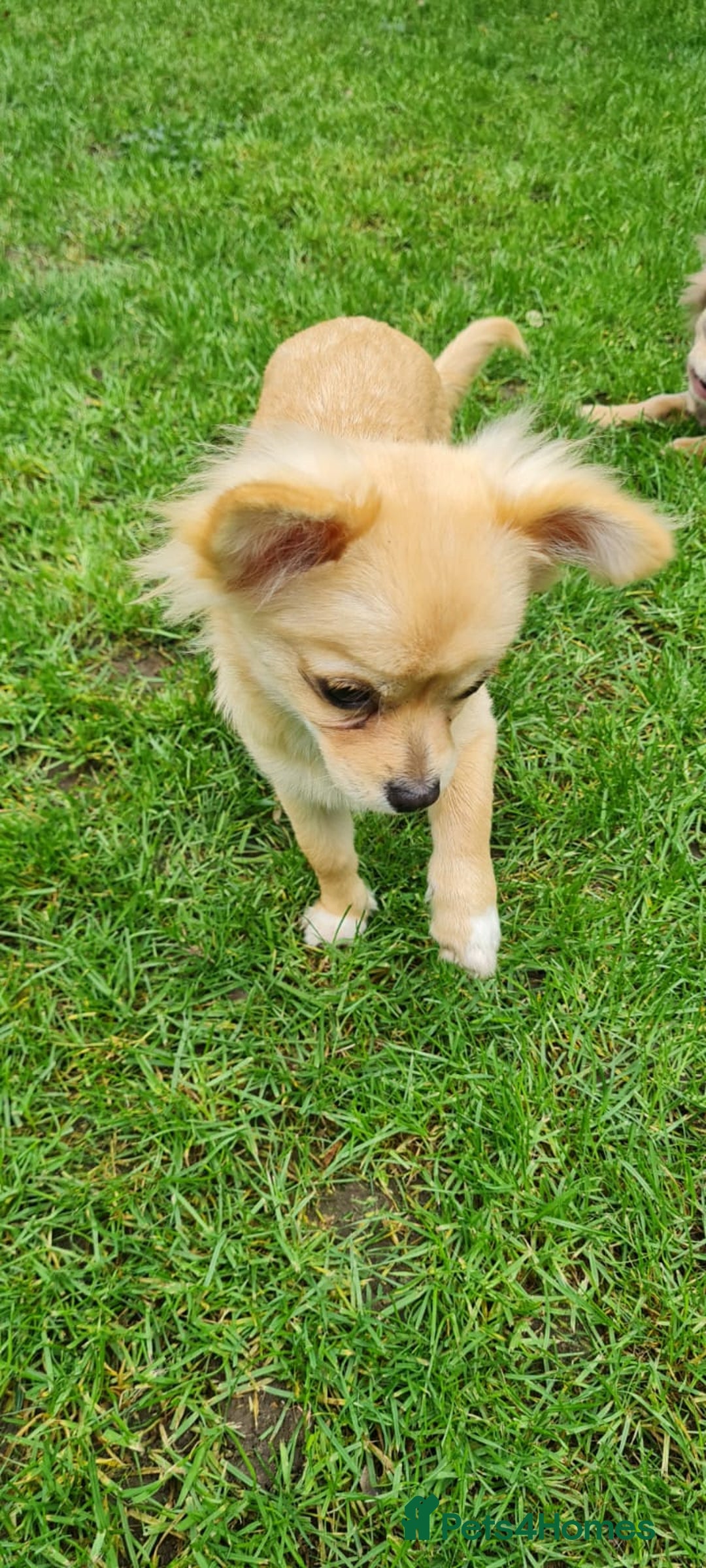 Chihuahua dogs for sale: Mini  **  chihuahua puppies  - Image 6