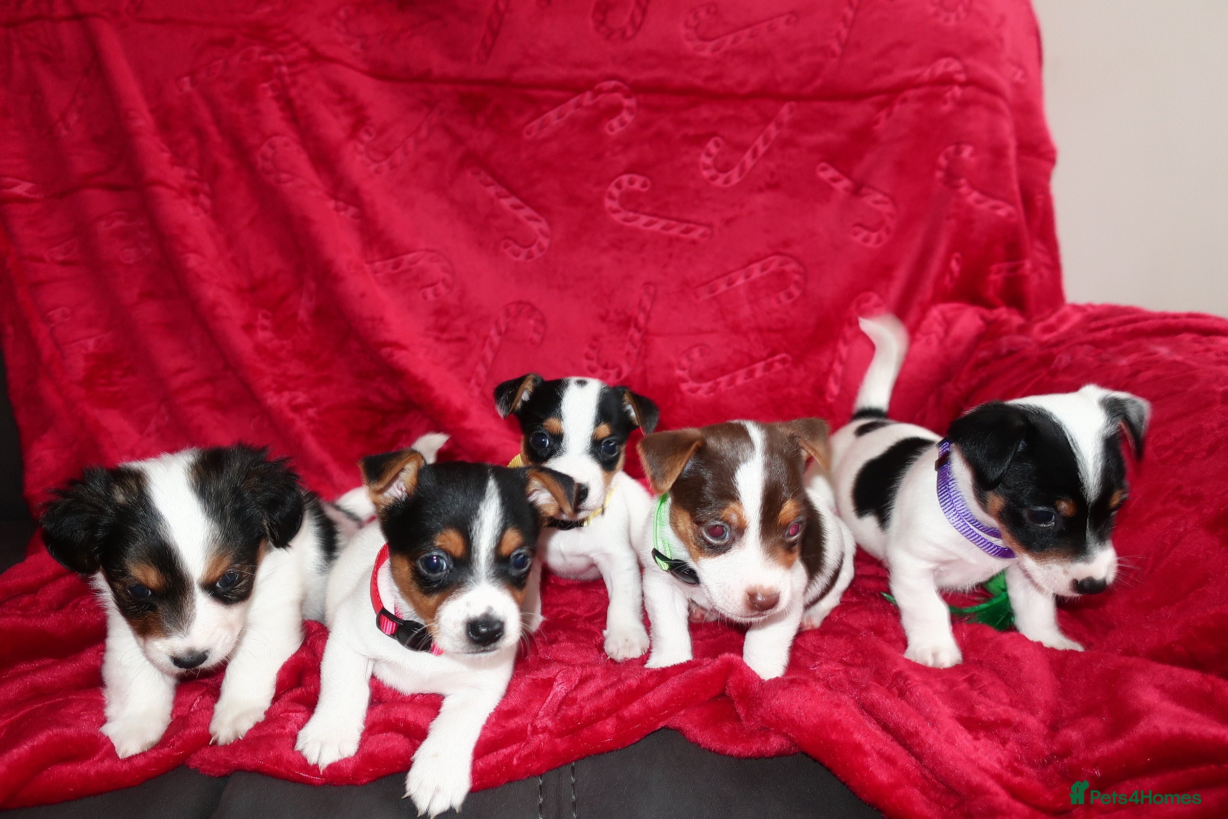 Jack Russell dogs Five beautiful Jack Russell's - Advert 2