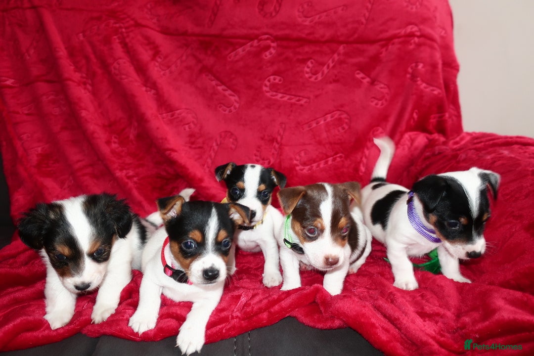 Jack Russell dogs for sale: Five beautiful Jack Russell's - Advert 1