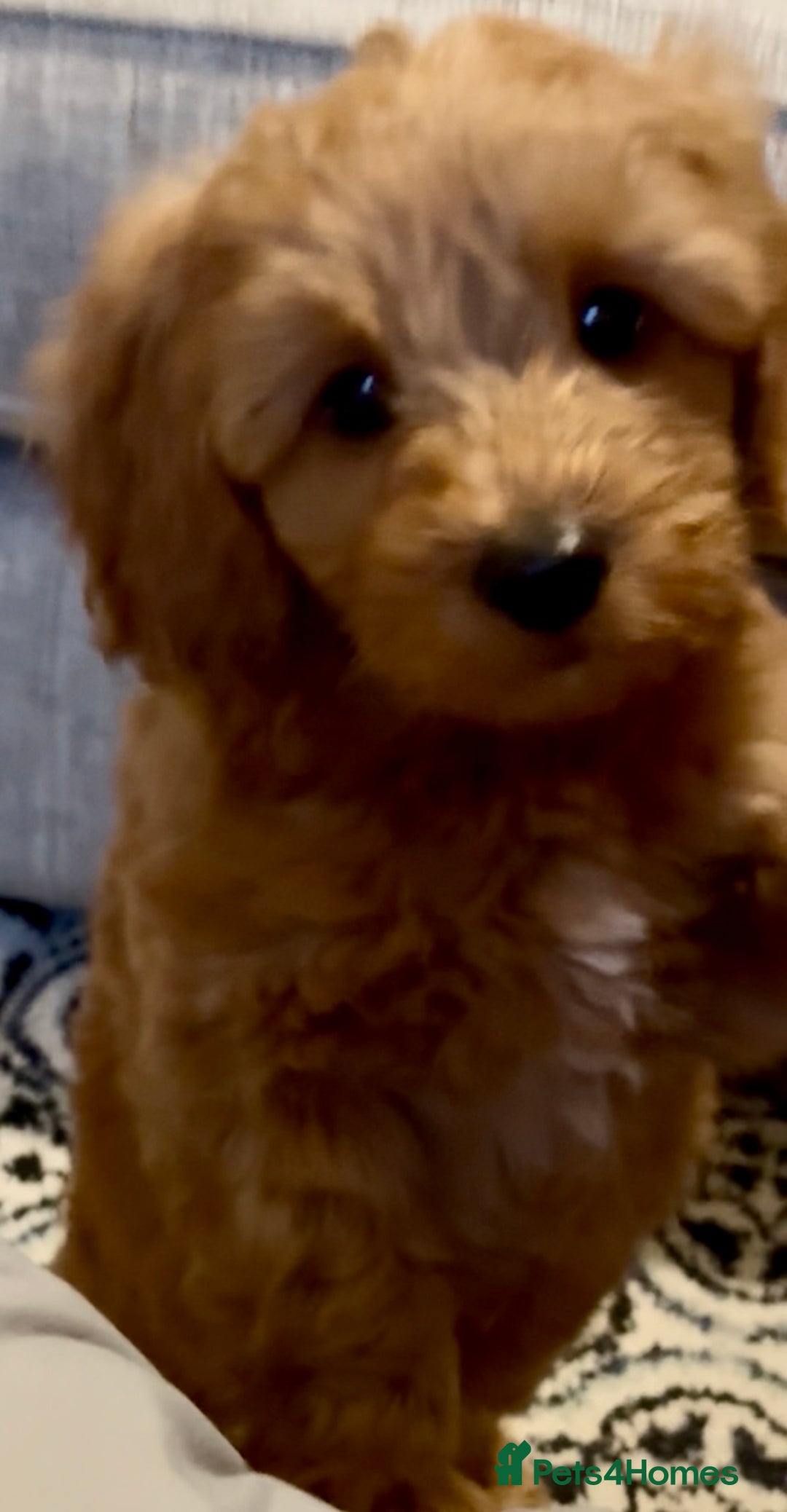 Cockapoo dogs for sale: Cockapoo F1b Male - Advert 7