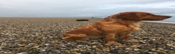 Golden Retriever dogs for sale: Golden retriever puppies  in Bourne - Advert 1