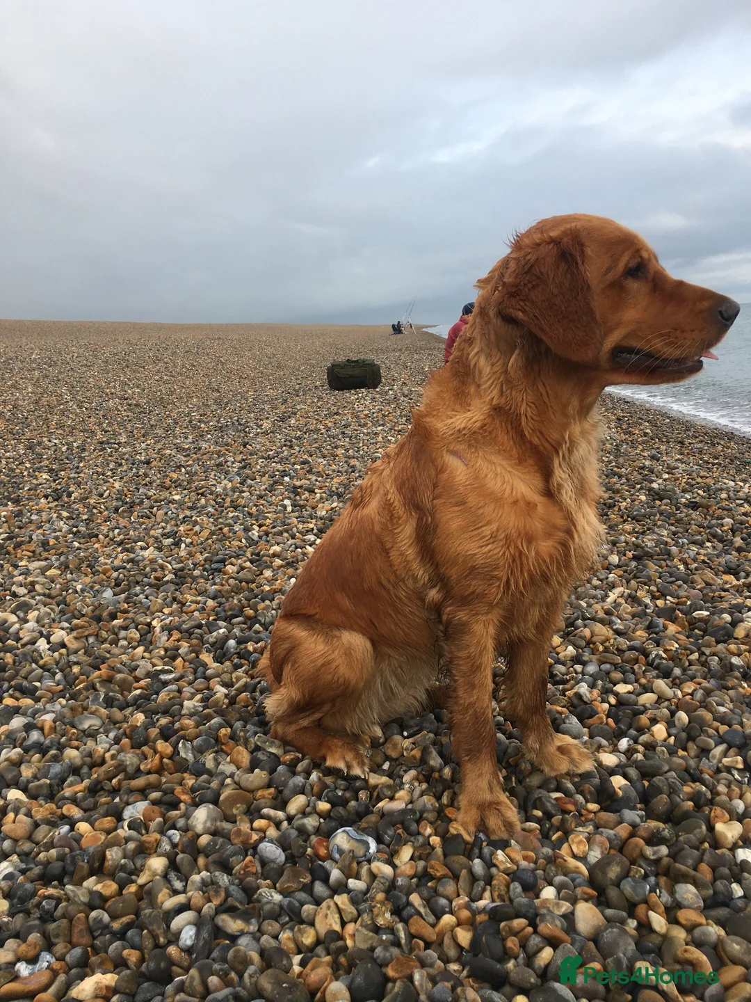 Golden Retriever dogs for sale: Golden retriever puppies  in Bourne - Advert 1