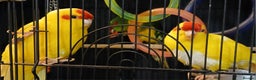 Parakeets birds for sale: Kakariki's x3 Males dna'd Kakariki's  - Advert 24