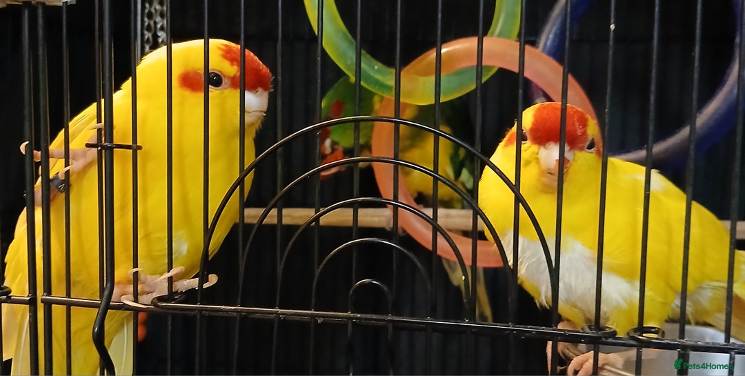 Parakeets birds for sale: Kakariki's x3 Males dna'd Kakariki's  - Advert 24