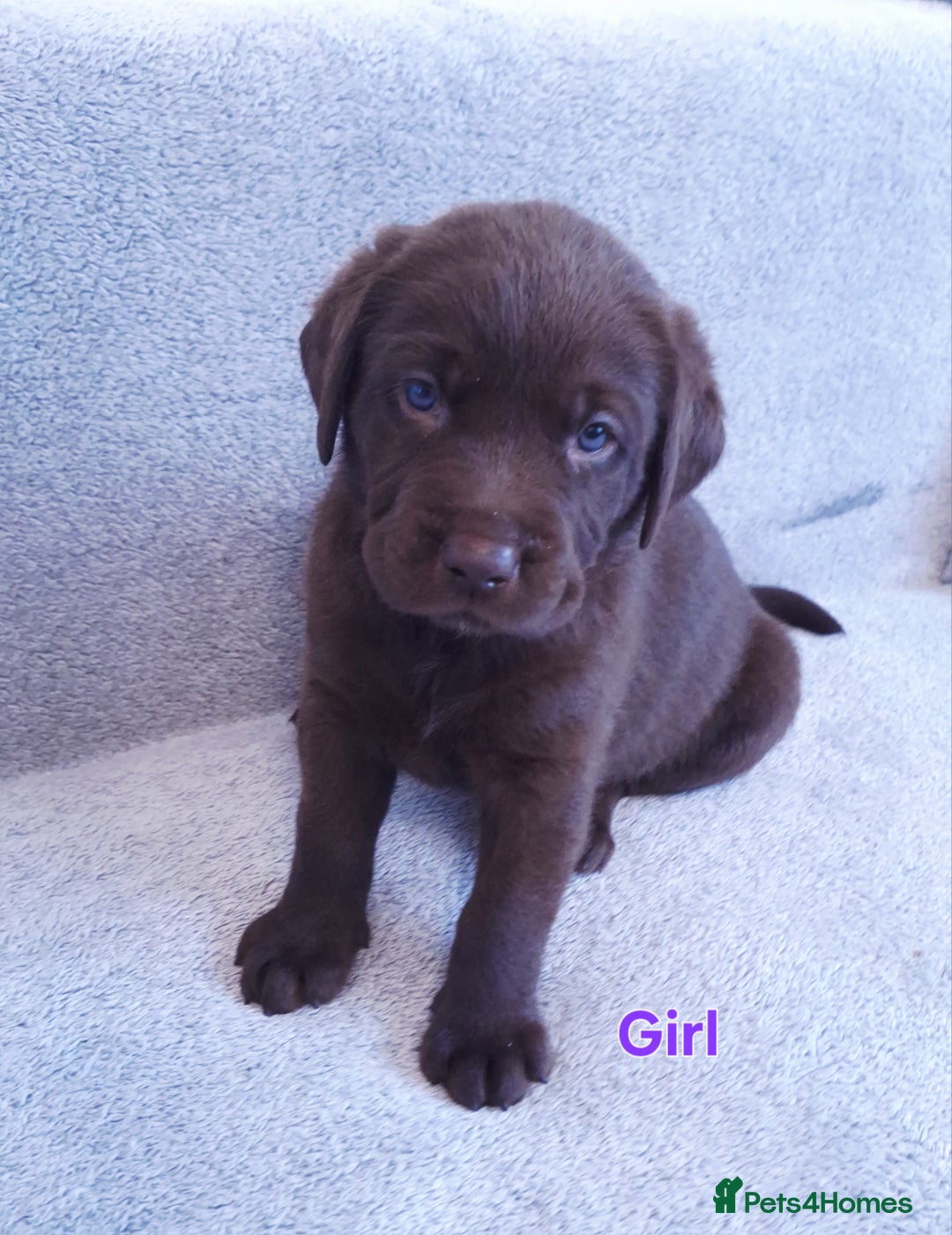 Labrador Retriever dogs for sale: Chunky, healthy Chocolate and Silver puppies!!! - Advert 9