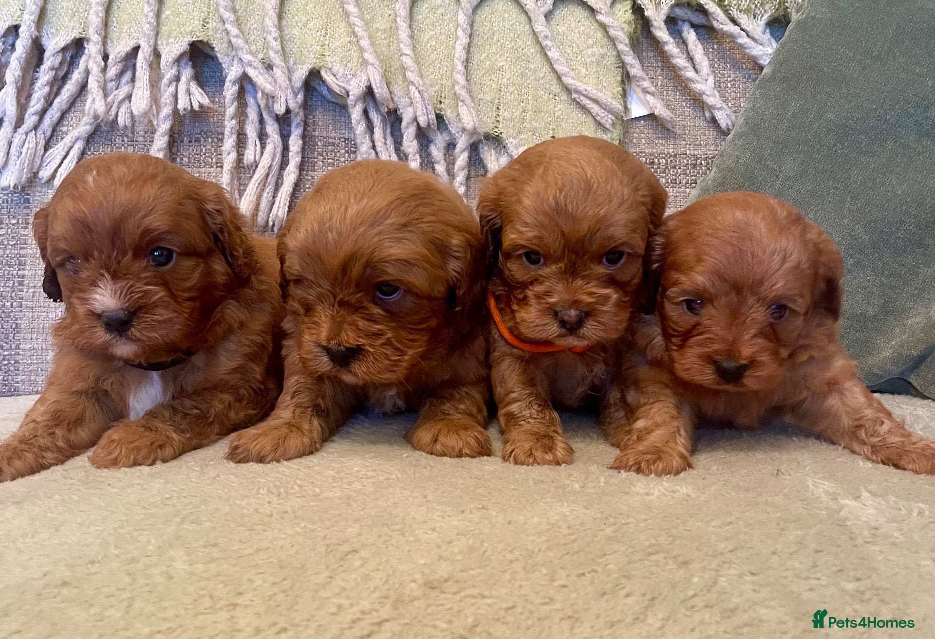 Cavapoo dogs 🐾 Outstanding deep red TOY F1 Cavapoos 🐾 - Advert 1