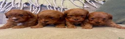 Cavapoo dogs for sale: 🐾 Outstanding deep red TOY F1 Cavapoos 🐾 in Southport - Advert 1