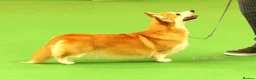 Welsh Corgi Pembroke dogs for sale: PEMBROKE CORGI PUPPIES - Advert 4