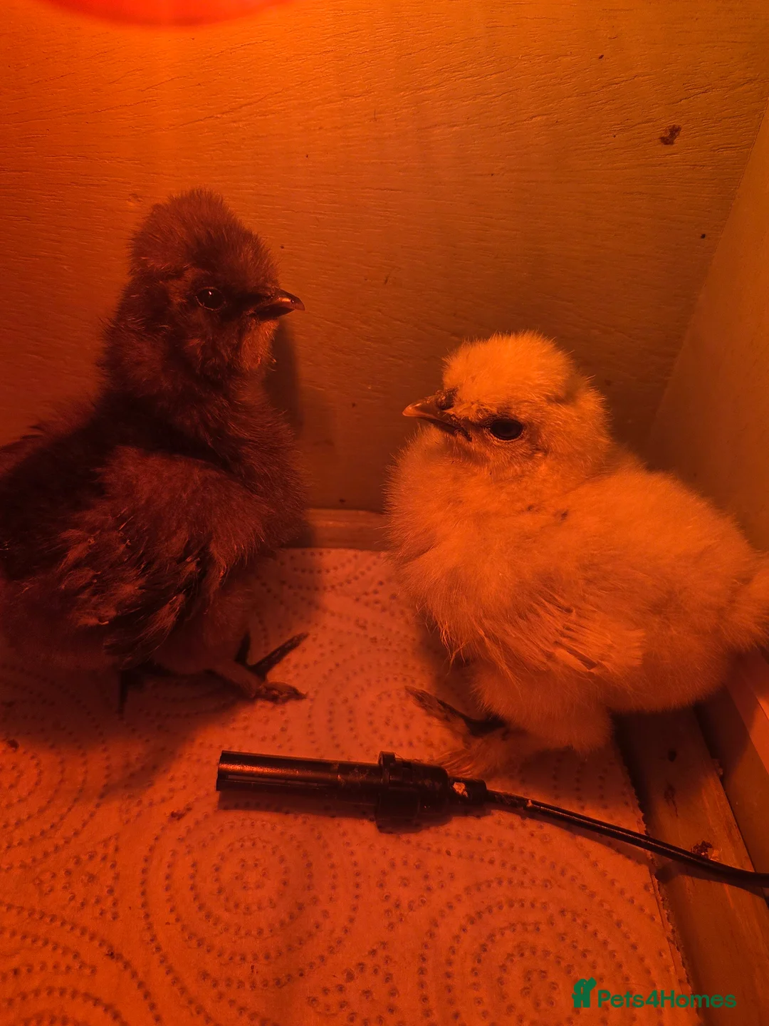 Chickens poultry for sale: 8 day old silkie chicks  in Stoke-on-Trent - Advert 1