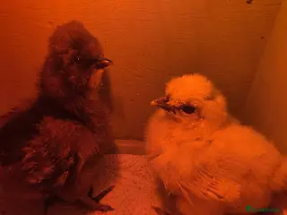 Chickens poultry 8 day old silkie chicks - Advert 1