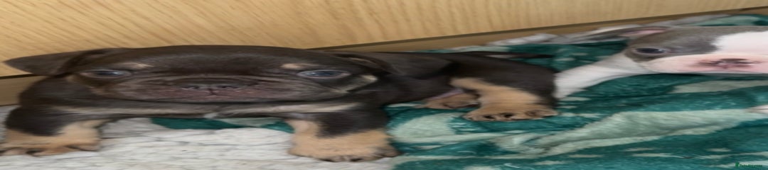 French Bulldog Puppy 2