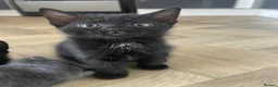 European cats for sale: Cats for sale  - Advert 4
