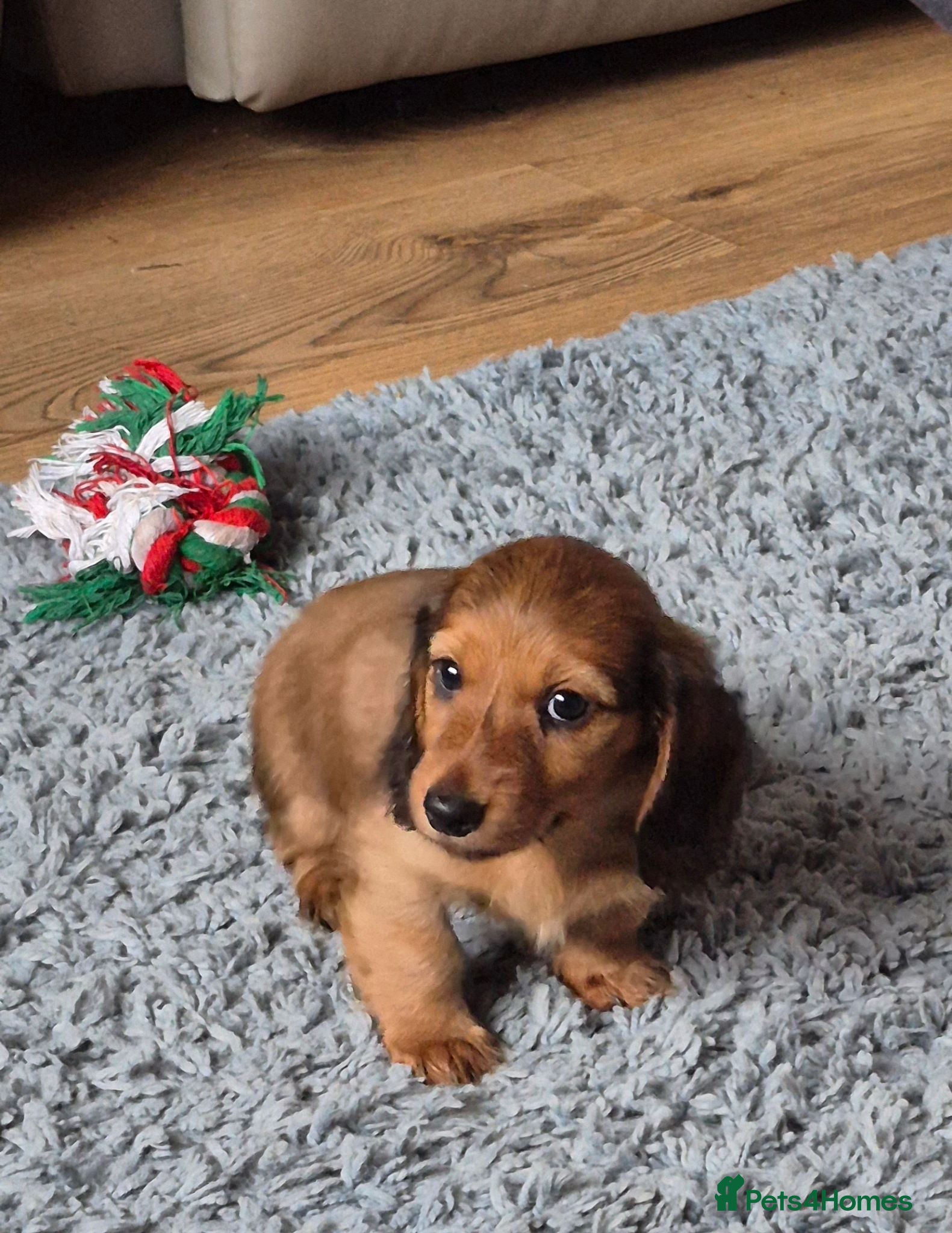 Dachshund dogs  Stunning Miniature longhaired dachshund puppies  - Advert 2