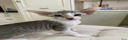 Oriental cats for sale: Beautiful Oriental Kittens for Sale - Advert 3