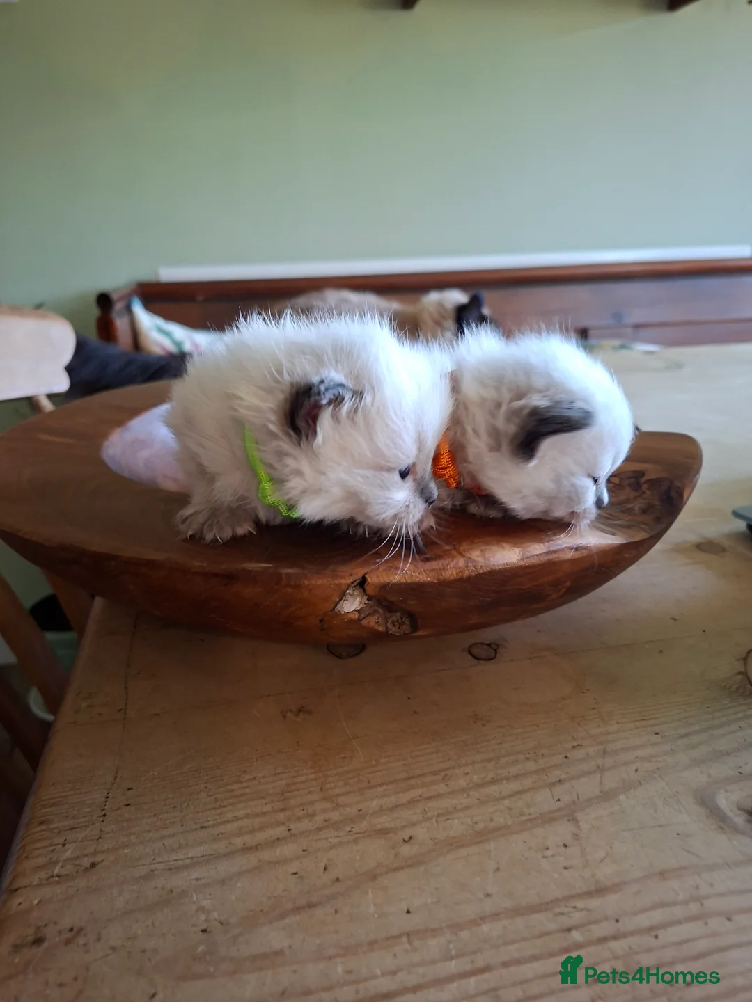 Ragdoll cats for sale: PEDIGREE RAGDOLL KITTENS - Advert 8