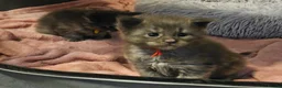 Maine Coon cats for sale: Exceptional Pedigree Maine Coon Kittens - Advert 29