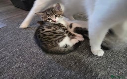 Mixed Breed cats for sale: Kittens  - Image 11