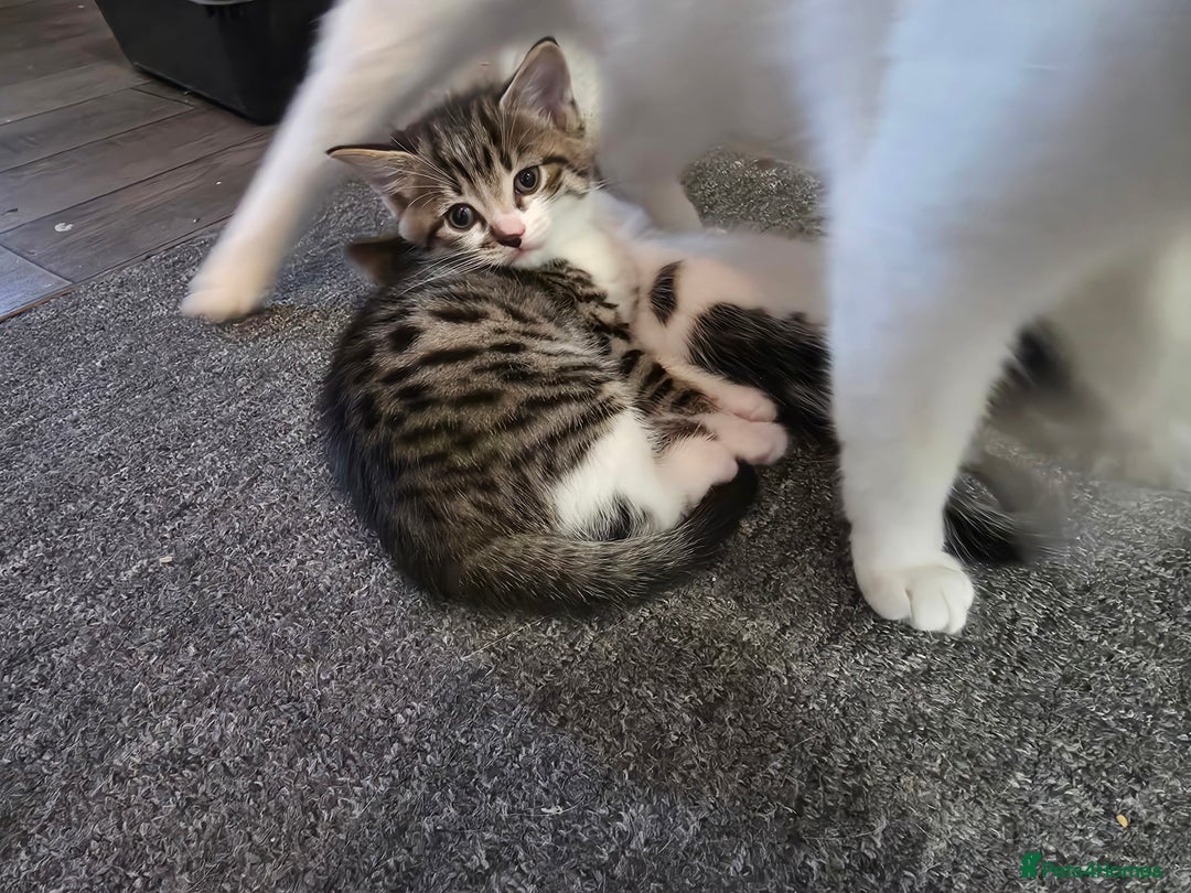 Mixed Breed cats for sale: Kittens  - Image 11