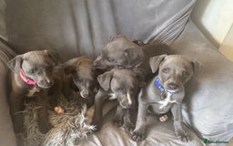 Whippet dogs for sale: Beautiful KC Reg Blue Whippet puppies - Image 10