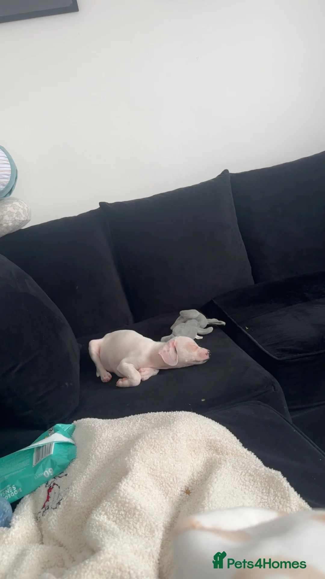 Mixed Breed dogs for sale: dashound/american bully in Port Talbot - Advert 5