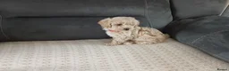 Maltipoo dogs for sale: Maltipoo puppies - Advert 30