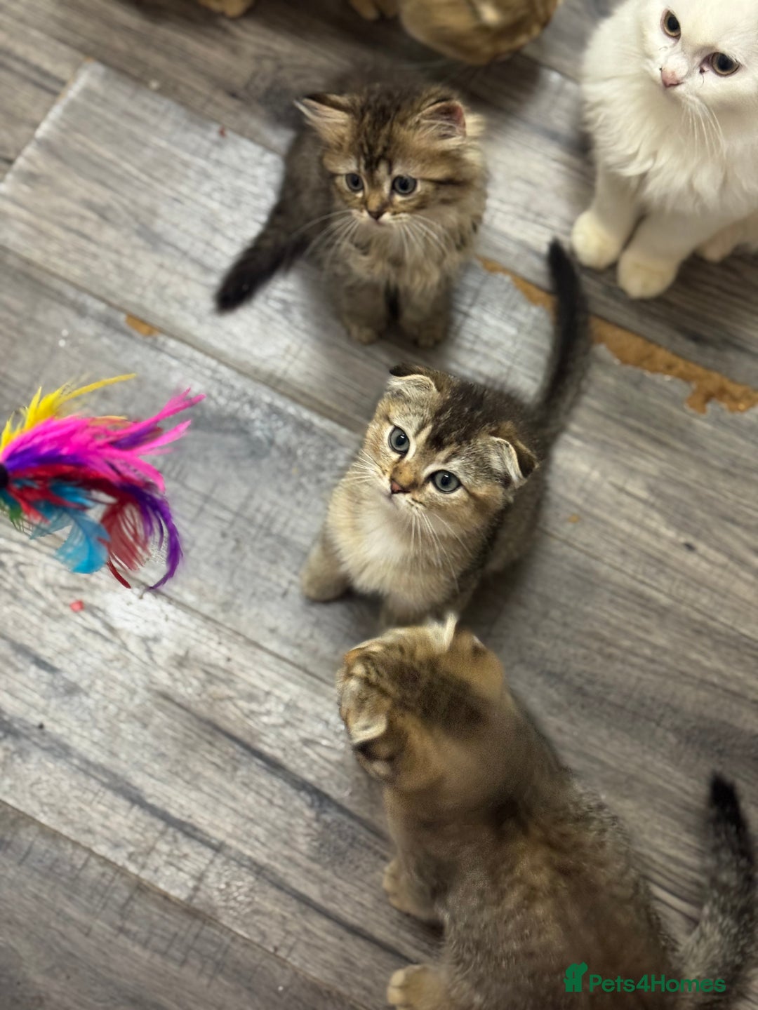 Scottish Fold cats for sale: Golden Scottish fold  - Image 12