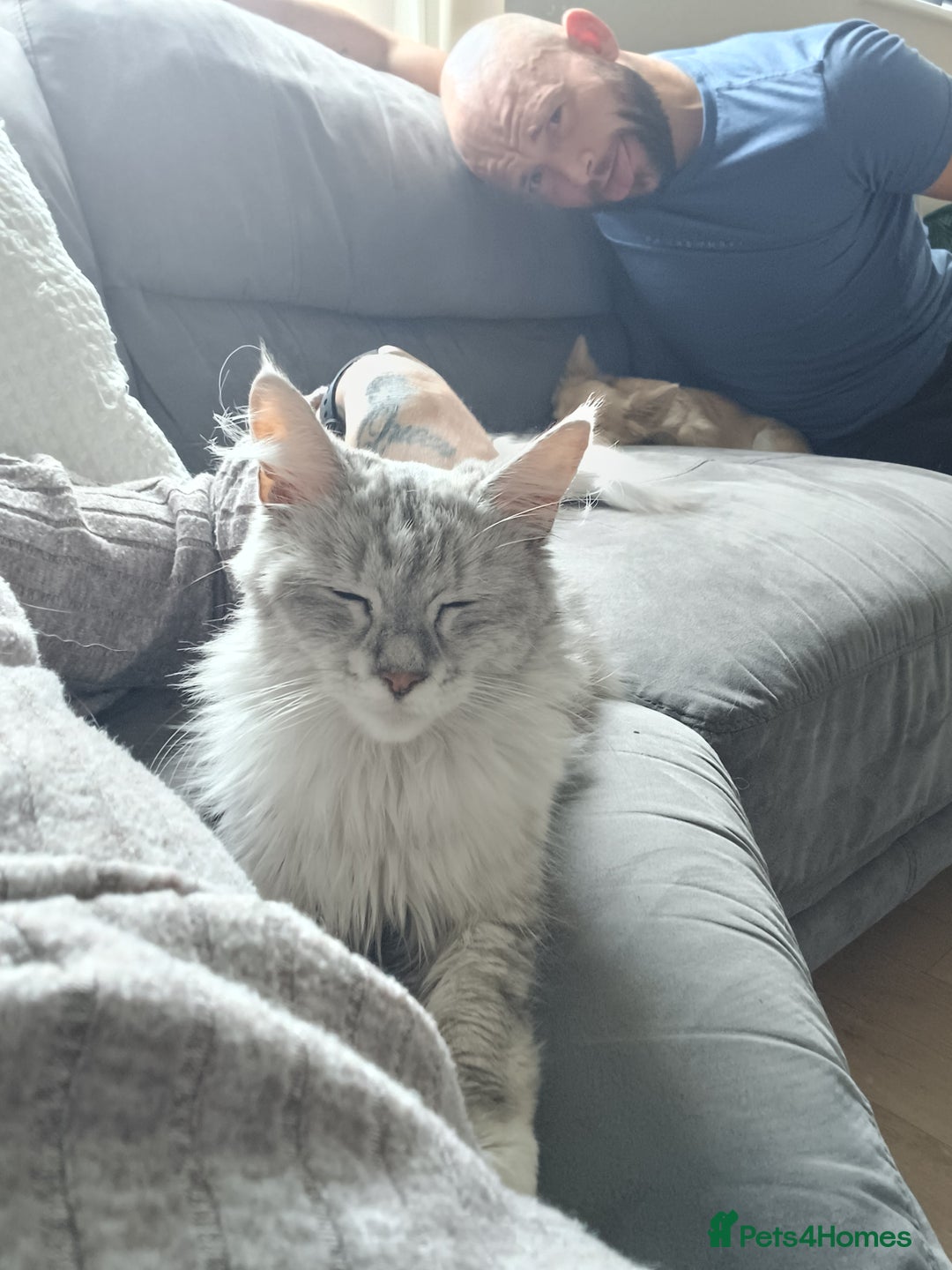 Maine Coon cats for sale: Maine Coon female  - Advert 9