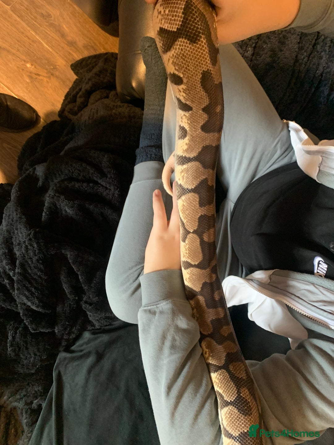 Python Snake reptiles for sale: Ball pythons for sale - Advert 8