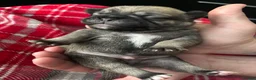 Pug dogs for sale: Beautiful Pug Puppies for Sale - Advert 3
