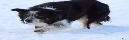 Border Collie dogs for stud: Rough coated , Tri colour Border Collie at Stud.  - Advert 6