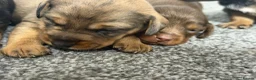 Mixed Breed dogs for sale: Miniature schnoxie/schnauzund puppy’s  - Advert 16