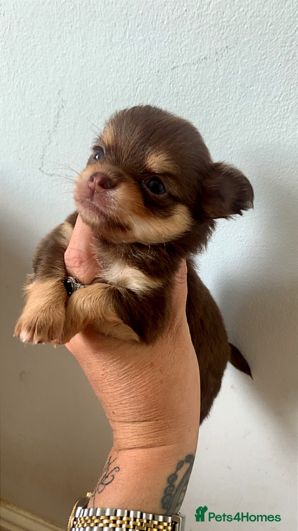 Chihuahua dogs Chihuahua puppy’s  - Advert 7