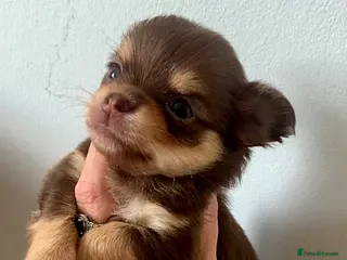Chihuahua dogs Chihuahua puppy’s - Advert 7