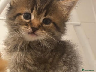 Mixed Breed cats for sale - Advert 1