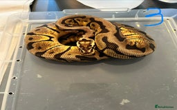 Python Snake reptiles for sale: Royal Pythons - Image 3