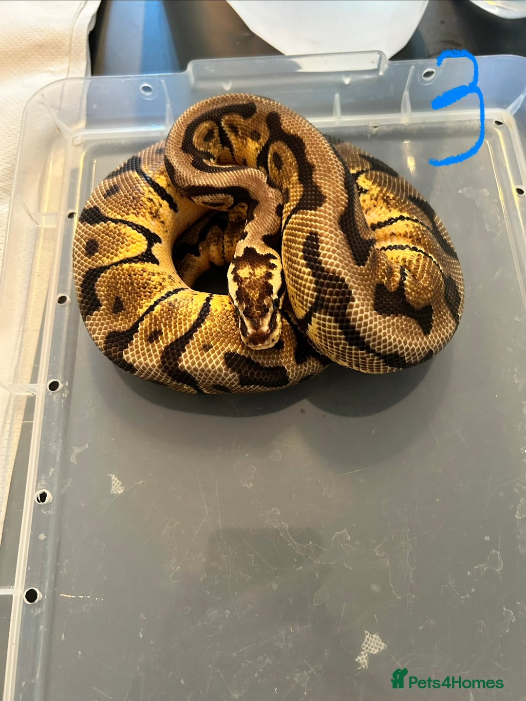 Python Snake reptiles for sale: Royal Pythons - Image 3