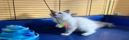Ragdoll cats for sale: GCCF Сhampion Bloodline Ragdoll 5 GenPedigree 🏆🌟 - Advert 7