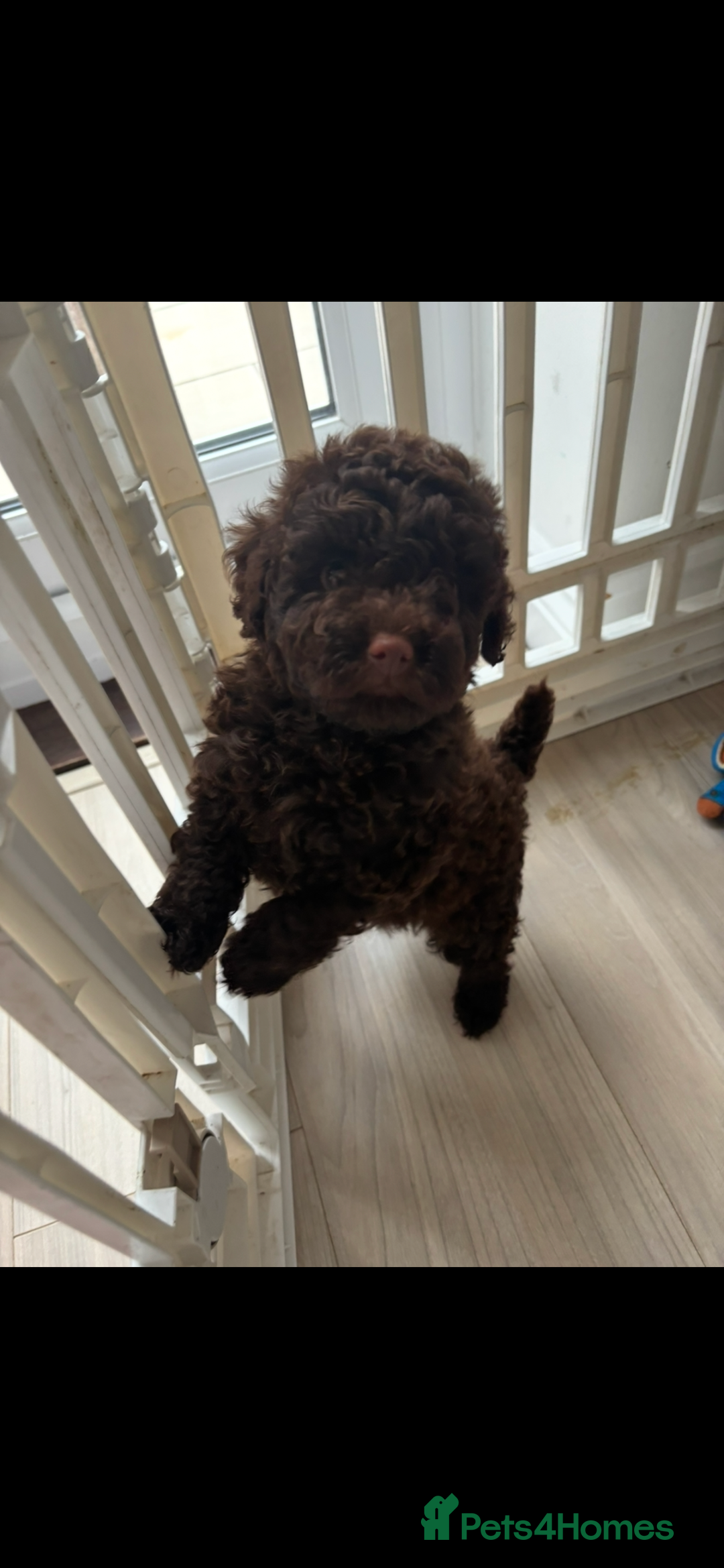 Cavapoo dogs for sale: 1 Chocolate Cavapoo left‼️ - Image 2
