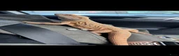 Bearded Dragon reptiles for sale: male bearded dragon with full set up  in Peterlee - Advert 1