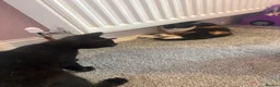 Mixed Breed cats for sale: Calico kitten  in Holsworthy - Advert 2