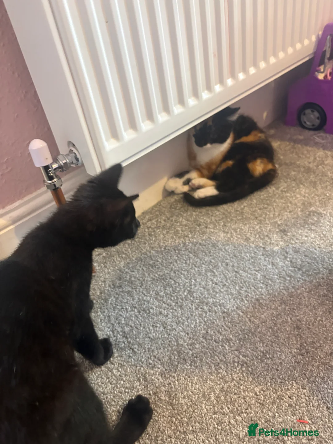 Mixed Breed cats for sale: Calico kitten  in Holsworthy - Advert 2