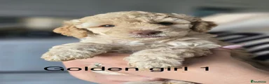 Golden girl 1