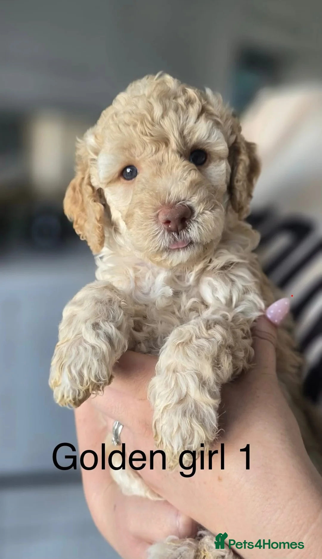Labradoodle dogs for sale: Beautiful litter of F2b curly labradoodle puppies! - Advert 2