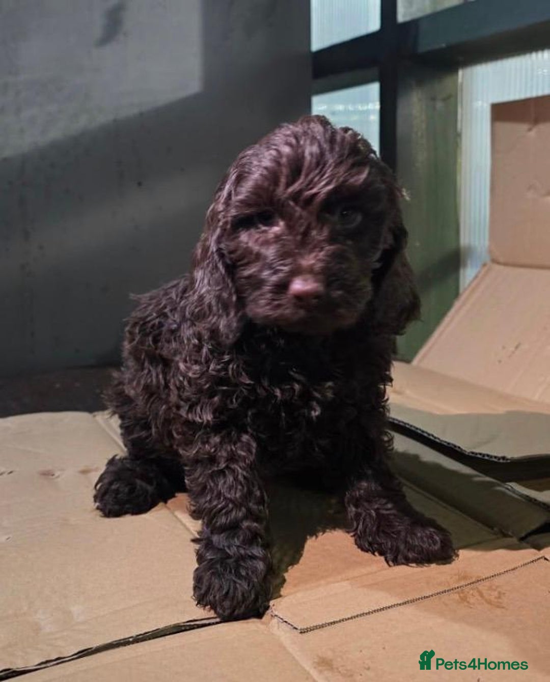 Cockapoo dogs for sale: cockapoos - Advert 8