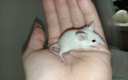 Mouse rodents for sale: Male and female mice ready soon  - Image 8