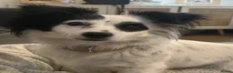 Mixed Breed dogs for sale: Papillon x jack russle  in Stoke-on-Trent - Advert 1
