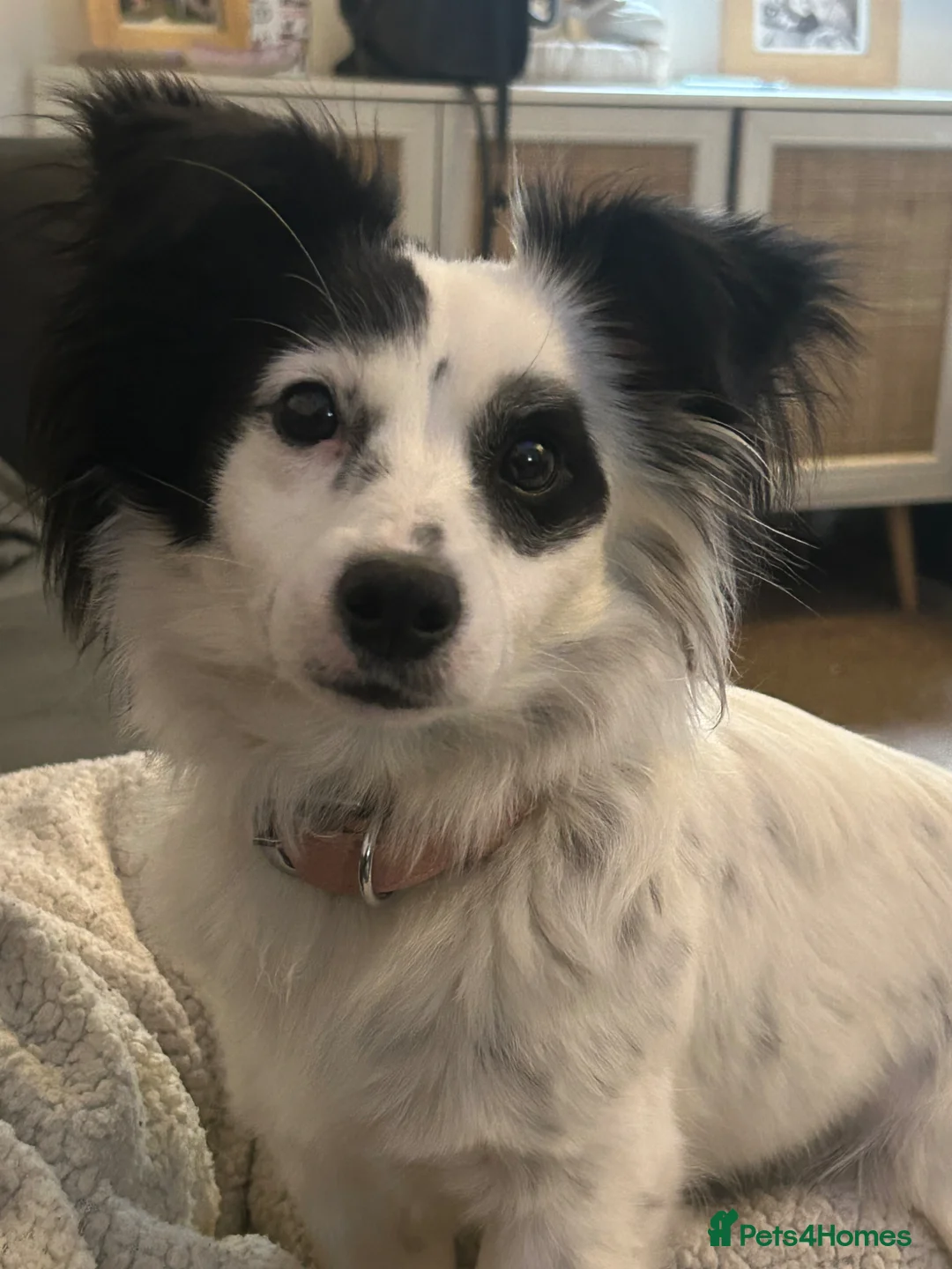 Mixed Breed dogs for sale: Papillon x jack russle  in Stoke-on-Trent - Advert 1